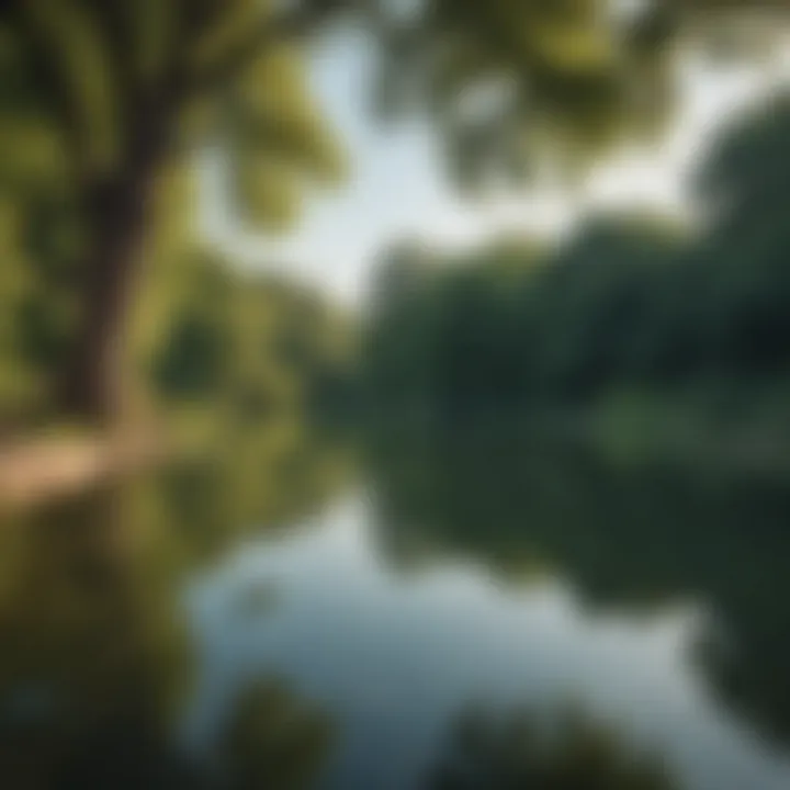 A serene view of a park with lush greenery and a tranquil pond.